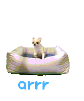 아르르 Sticker by arrr_official