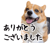 Corgi Milo GIF