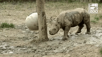 Baby Rhino Gets 'Love Nudge' From Mom at Cleveland Zoo