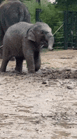 Baby Elephant Dances in the Rain at Texas Zoo