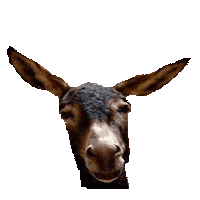 donkey STICKER by imoji
