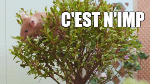 nimp
