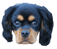 cavalier king charles spaniel dog Sticker
