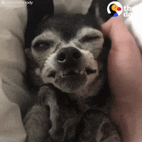 dog GIF by The Dodo