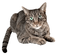 Cat Sticker