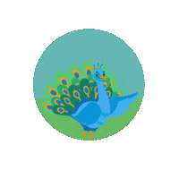 LioxFoundation peacock esther liox foundation liox Sticker