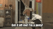 cmt pony GIF by Party Down South