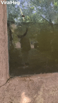 Yt1Scom - Otter Plays With Butterfly GIF by ViralHog