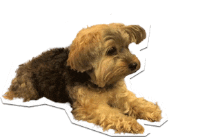 ChicSketch girl fashion new post swipe up Sticker