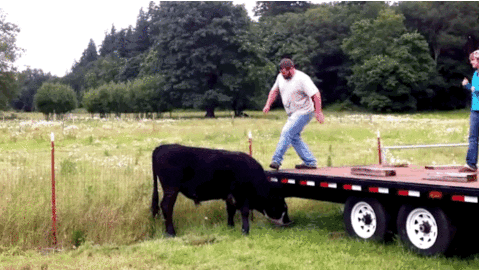 Cow Falling GIF by World’s Funniest