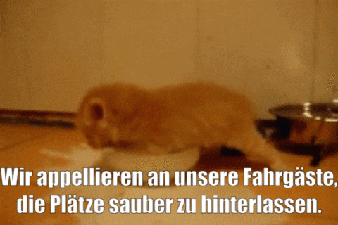 unsereoebb giphyupload cat katze oebb GIF