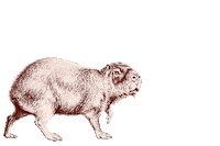 JeugdwerkGent capybara jeugdwerkgent vreewijs Sticker