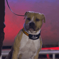 Dog GIF by A&E