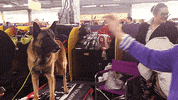 dog show dogs GIF by Westminster Kennel Club