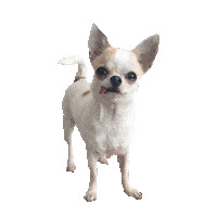 gue STICKER by imoji