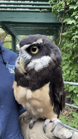 Owl Cortez GIF by Valley Zoo Development Society