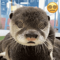 Otter GIF