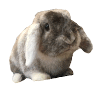 betterlifeforbunnies new post bunny rabbit cookie Sticker