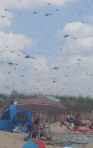 Dragonflies Invade Rhode Island Beach
