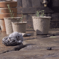 tweedyandfluff love cute animation friends GIF