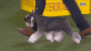 GIF by Westminster Kennel Club