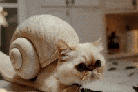 Casa Cocina GIF