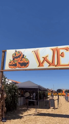 Pumpkin Patch Served With 'Side of Dinosaur' at California Farm