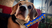Whaaat GIF by Die Wirkungskademie