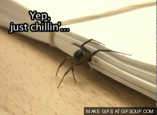spider GIF