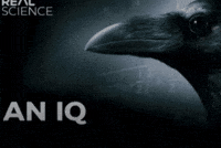 Image Crow GIF
