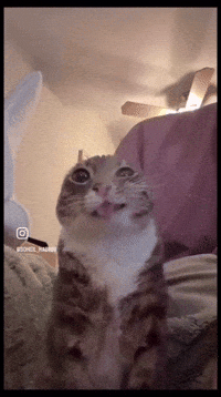 Cat Pee GIF