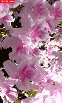 flores GIF