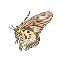 Mariposa Sticker by elicoelhoshop