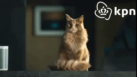 KPNWebcare giphyupload cat angry cats GIF