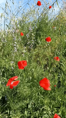 Simongip giphyupload GIF