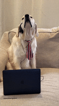 passtherigatoni dog work puppy dogs GIF