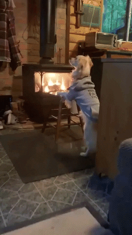 Sleepy Dog GIF by JustViral.Net