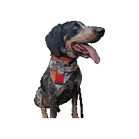 Star Wars Murphy Sticker by Geekster Pets