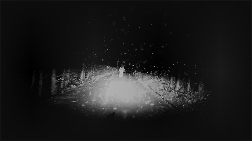 forest GIF