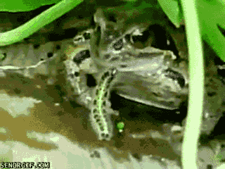 death wish frog GIF by Cheezburger