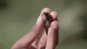 Boise State Bird GIF by Boise State University