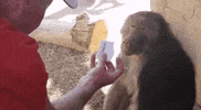 Magic Trick Wow GIF
