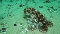 'It Kept Getting Bigger and Bigger' - Diver Mesmerized by Movement of Octopus