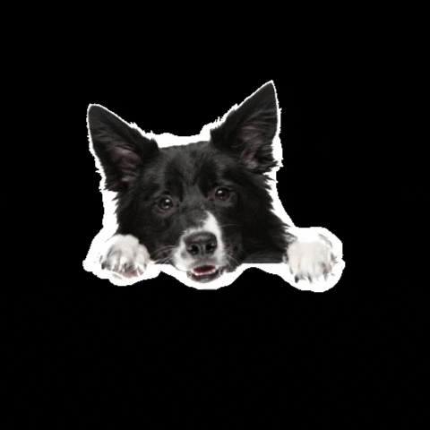 petzzshop giphygifmaker GIF