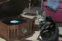 cat scratching GIF by America's Funniest Home Videos