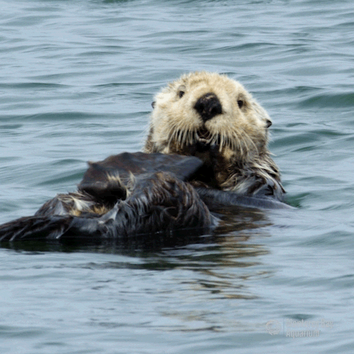 sea otter beauty GIF by Monterey Bay Aquarium