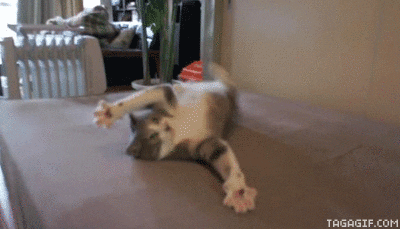 cat flip GIF