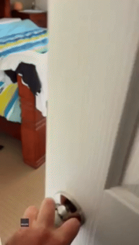 Catcher Removes Highly Venomous Snake Hiding in Bedroom