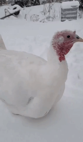 Turkeys Enjoy Indiana Snowfall Before Thanksgiving