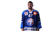 Confused Pedretti Sticker by ZSC Lions